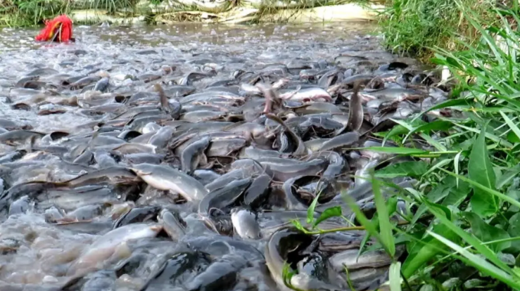 How To Start Catfish Farming Business Plan Businessplanfor