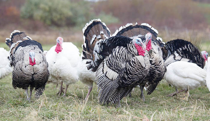 business plan for turkey farming